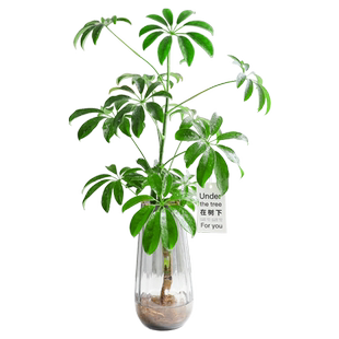 水培鸭脚木七叶莲绿植盆栽室内客厅桌面花卉植物耐阴好养四季常青