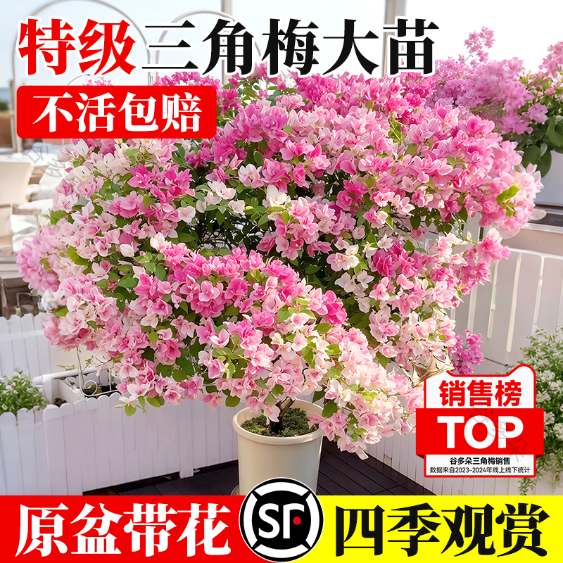 【绿樱三角梅】带花苞四季开花