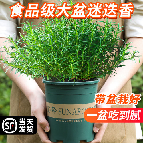 大盆迷迭香盆栽新鲜可食用煎牛排