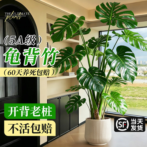 丛生龟背竹客厅大盆栽老桩绿植物