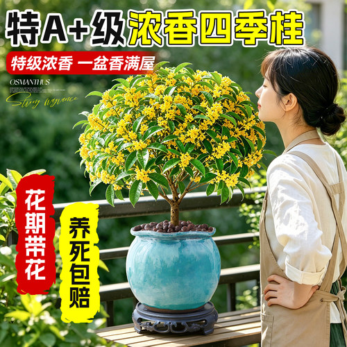 【热销80W+】四季桂花好养浓香