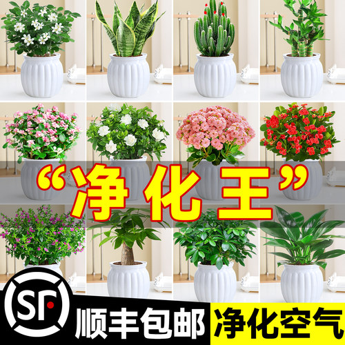 【净化除醛】盆栽水培好养绿植