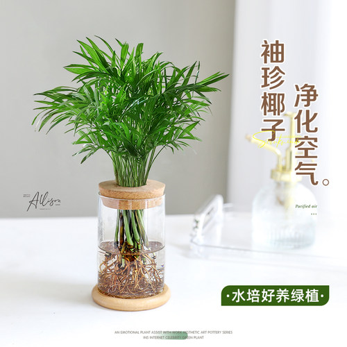 袖珍椰子水培绿植室内桌面小盆栽