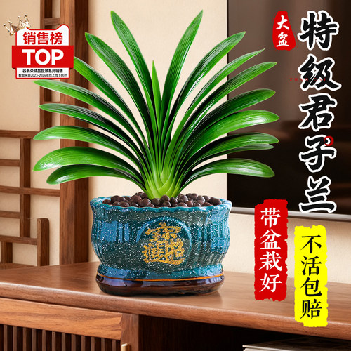特级大盆君子兰盆栽室内四季好养