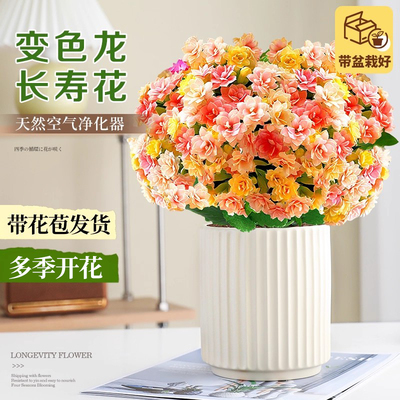 变色龙长寿花盆栽室内好养带花苞