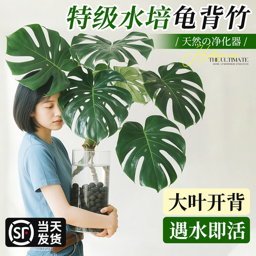 【遇水即活】龟背竹水培净化空气