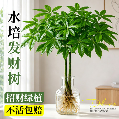 【水培发财树】桌面招财耐阴植物