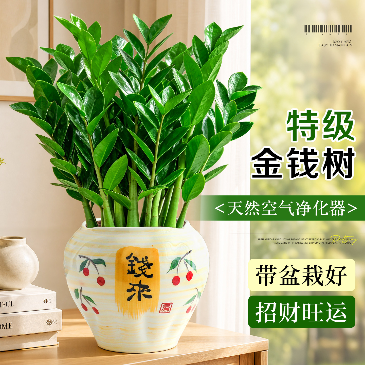 金钱树盆栽室内花卉绿植摇钱树四季常青好养活招财旺宅耐阴发财树