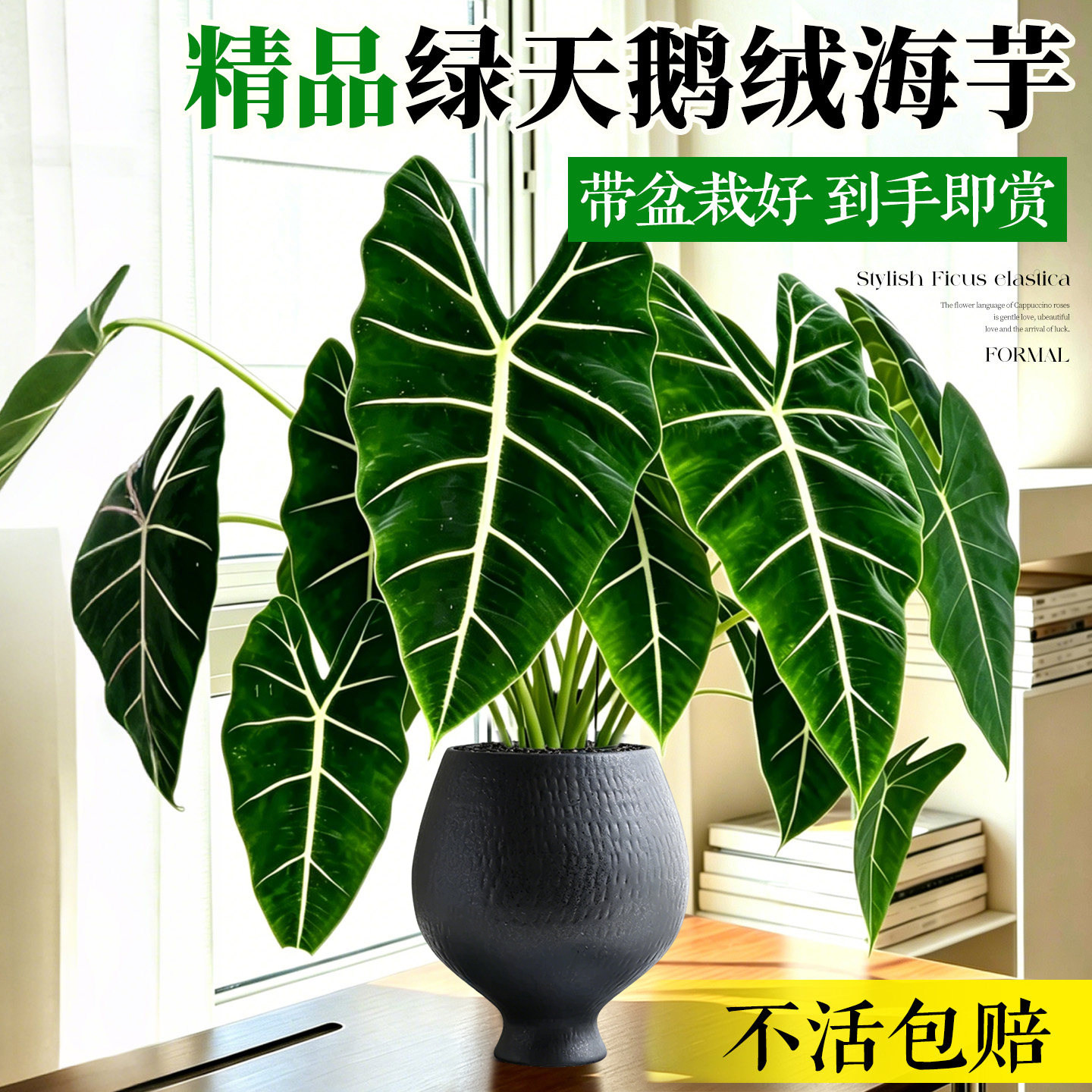 高级丝绒绿天鹅海芋盆栽客厅办公室落地植物净化空气室内好养绿植