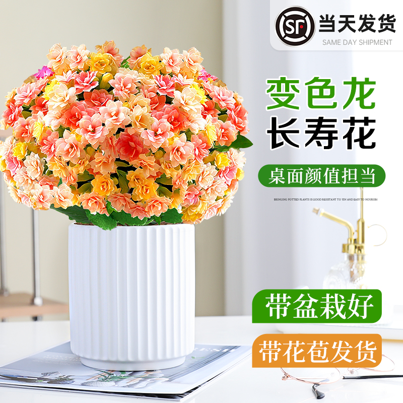 多彩长寿花室内外好养活盆栽花卉