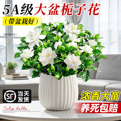 大盆栀子花盆栽室内阳台绿植花卉