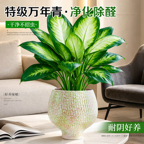 【办公室绿植】万年青吸甲醛花卉