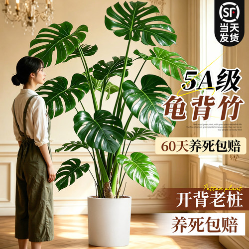 丛生龟背竹客厅室内盆栽除甲醛