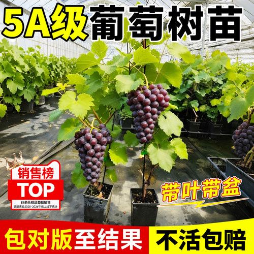 阳光玫瑰葡萄树苖巨峰萄葡树果苗