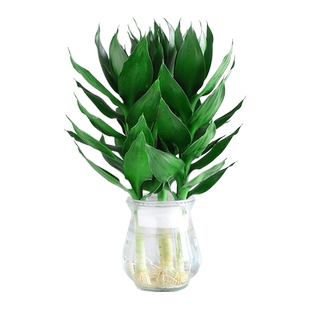 富贵竹观音竹水培植物带根花卉绿植绿萝室内盆栽转运竹子水养好养