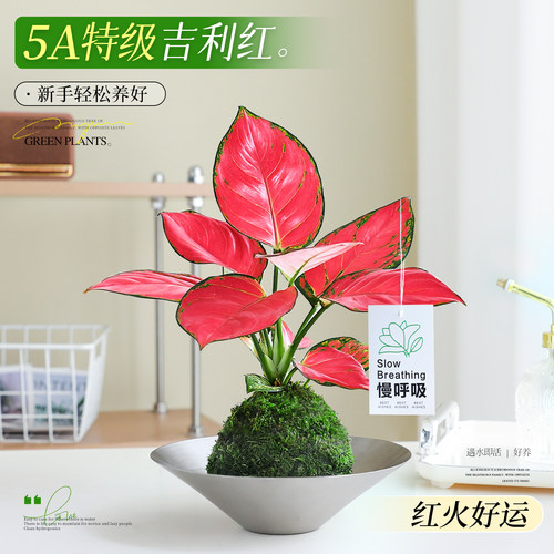 苔藓球吉利红水培植物桌面办公室