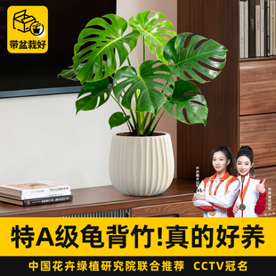 特级龟背竹盆栽开背老桩绿植耐阴好养除醛室内客厅电视柜桌面植物