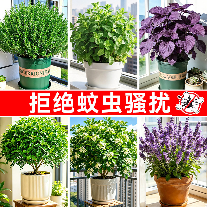 驱蚊草绿植物盆栽室内外迷迭香薰衣草薄荷蚊子克星花卉防蚊虫祛蚊