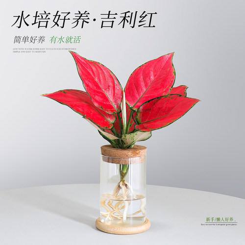 【水培吉利红】桌面如意皇后植物
