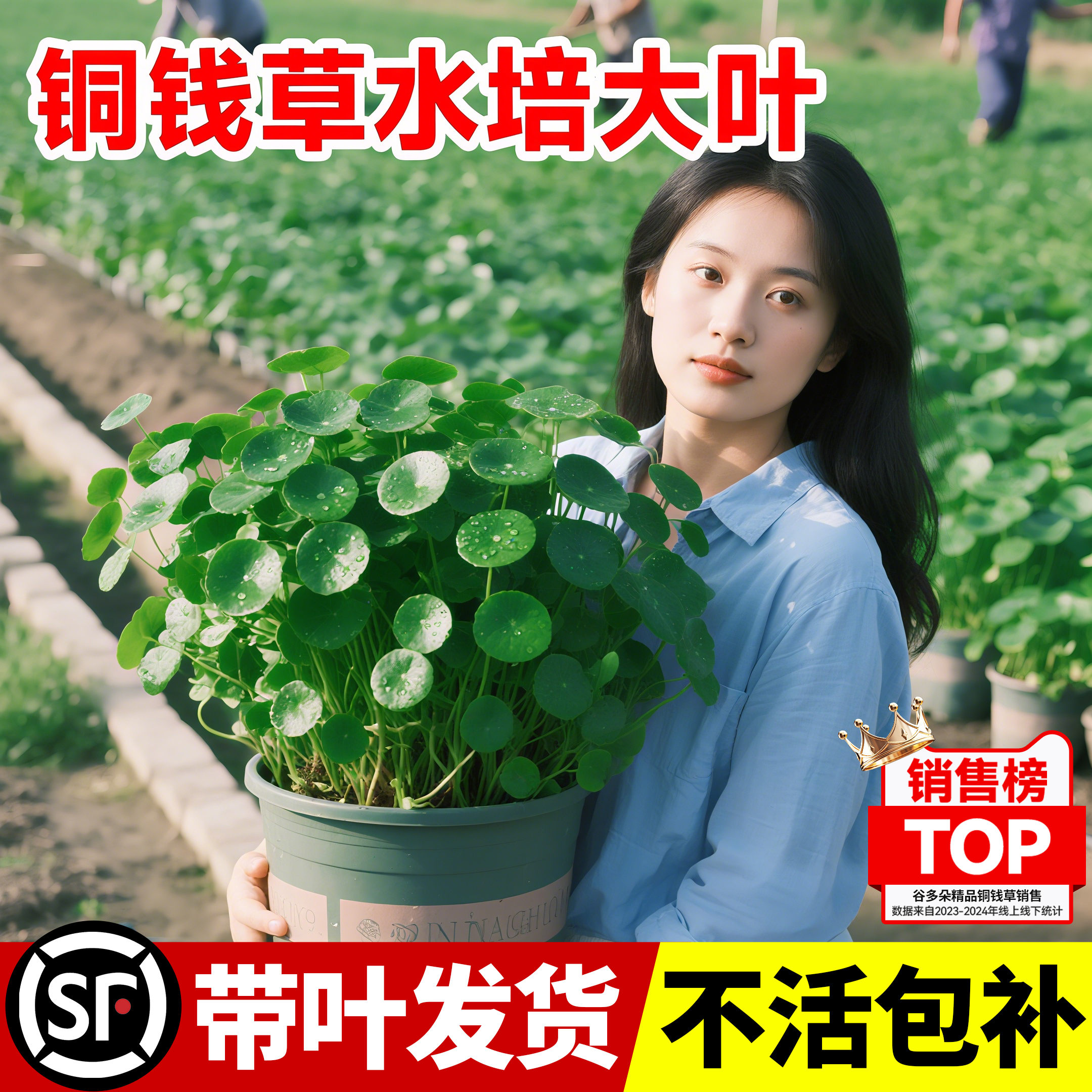铜钱草水培植物水养盆栽精品大叶