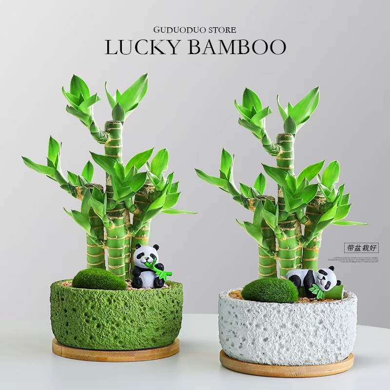 富贵竹盆栽室内办公桌面好养易活