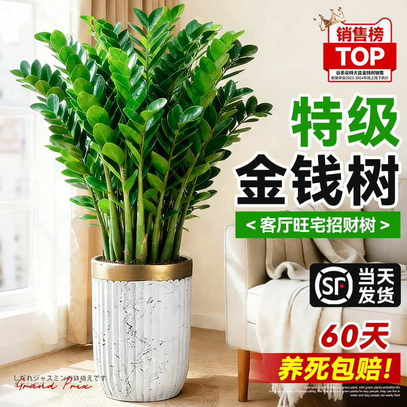 金钱树绿植盆栽客厅招财旺宅风水树大发财树摇钱送礼好养植物花卉