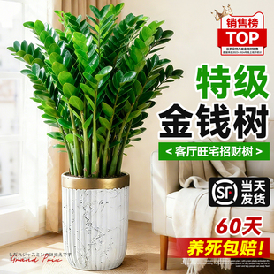 金钱树绿植盆栽客厅招财旺宅风水树大发财树送礼好养植物年宵花卉