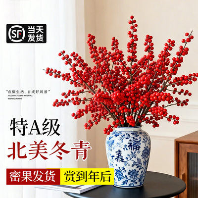 【新年花卉】北美冬青耐寒绿植物