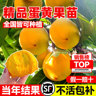 正宗鸡蛋果苗树嫁接耀堂仙桃果树庭院蛋黄水果南北方种植当年结果