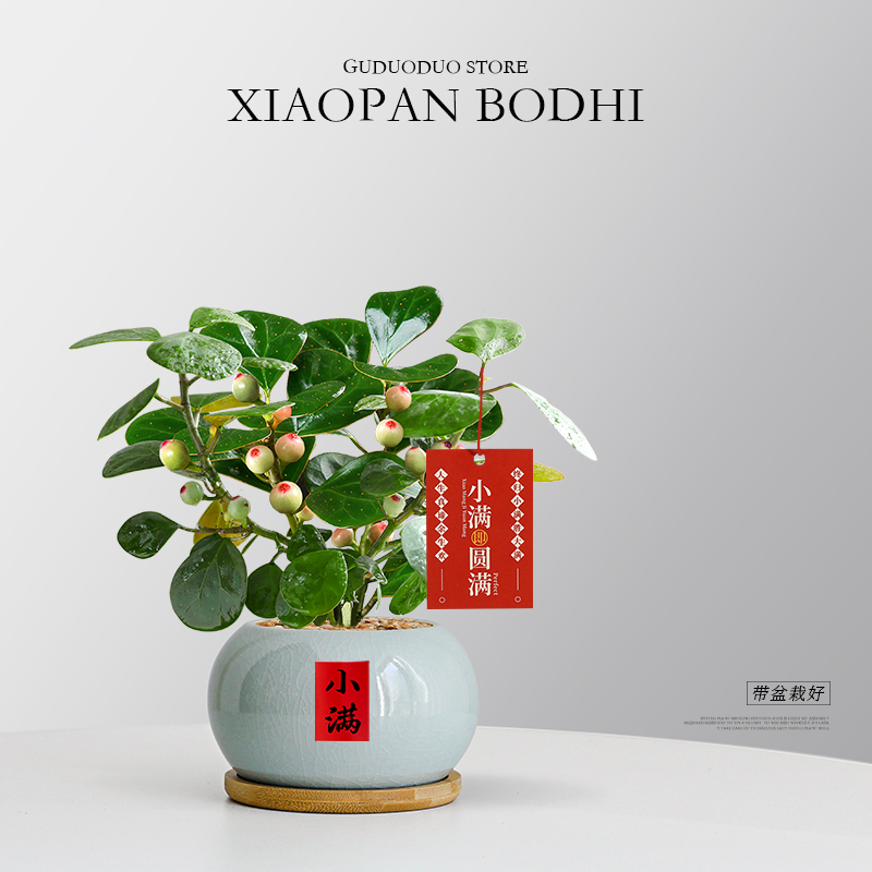 特级带果小盼菩提盆栽室内绿植