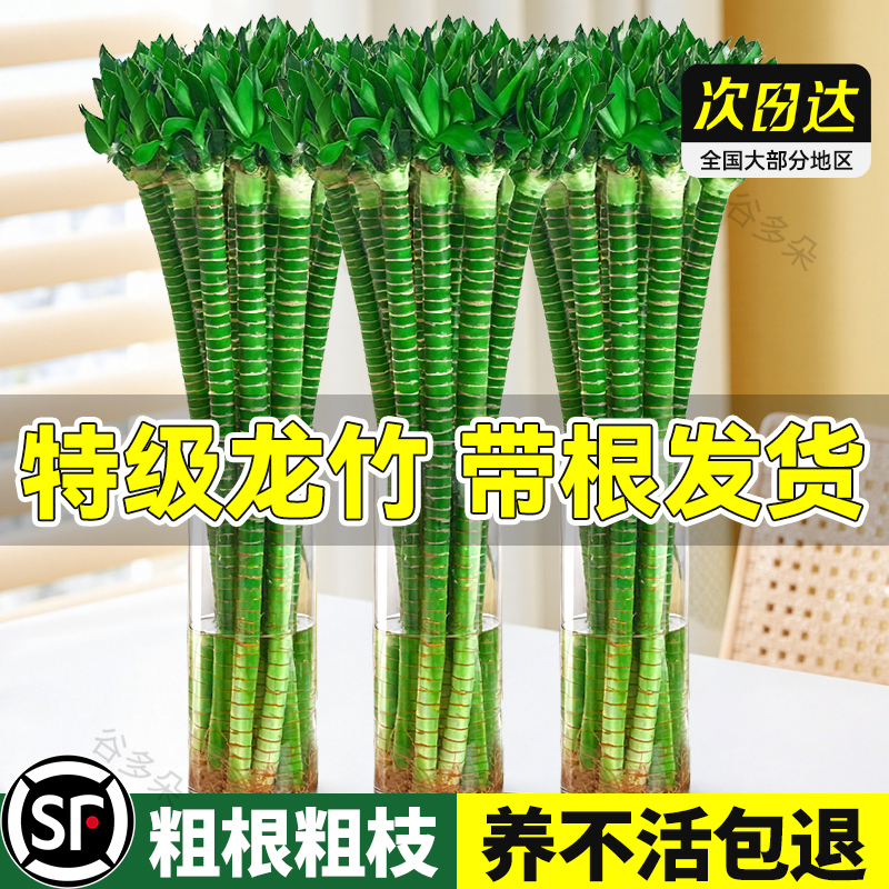 文昌竹金榜题名龙竹富贵竹好养