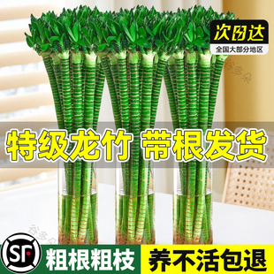 文昌竹龙竹富贵竹粗杆带根金榜题名节节高室内招财桌面水培绿植物