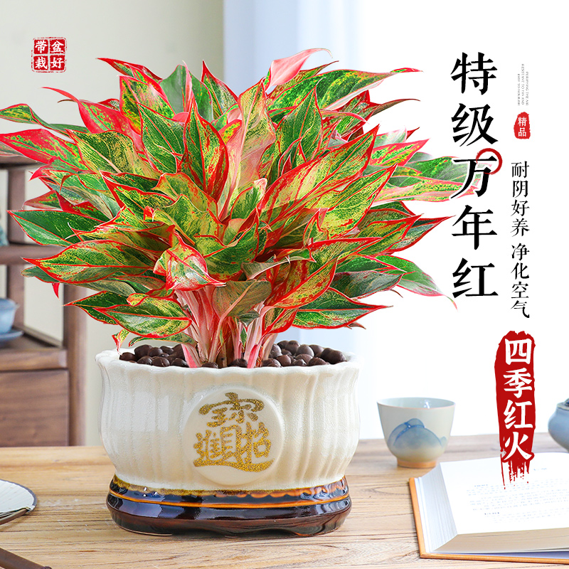 特级大盆万年红盆栽室内花卉植物