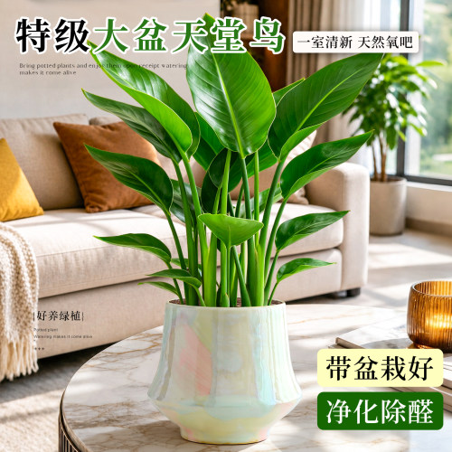 【新房绿植】净化除醛天堂鸟盆栽