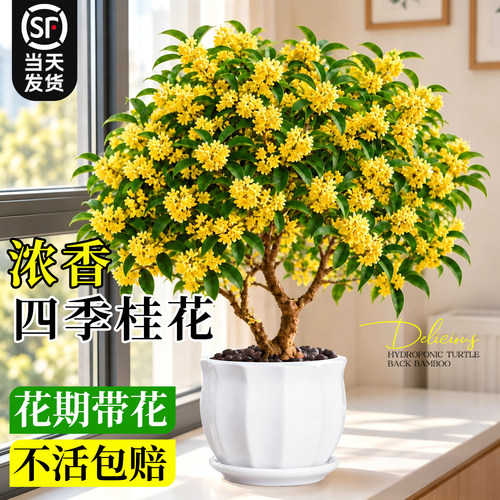 【浓香桂花】老桩好养易活盆栽