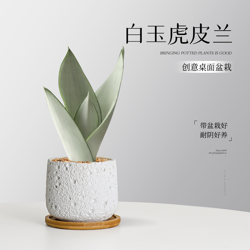 白玉虎皮兰阳台绿植办公室桌面上装饰小盆栽净化空气好养耐旱植物