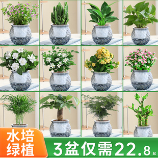 桌面盆栽栀子花绿萝箩发财树绿植办公室花卉水培多肉植物好养易活
