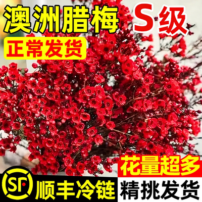 澳洲腊梅耐寒鲜花水培鲜枝好养活