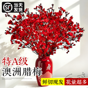 澳洲腊梅鲜花水培年宵花鲜切真花室内干枝鲜枝桌摆插花卉好养植物