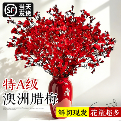 【花量超多】澳洲腊梅鲜花年宵花