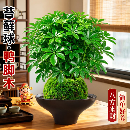 【耐阴好养】鸭脚木苔藓球除醛