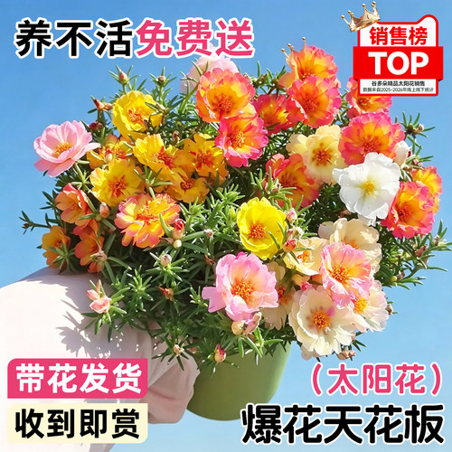重瓣混色太阳花盆栽阳台绿植花卉