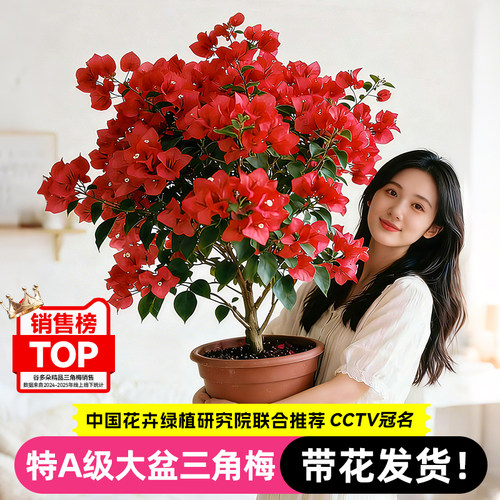 【爆花发货】三角梅盆栽绿植花卉