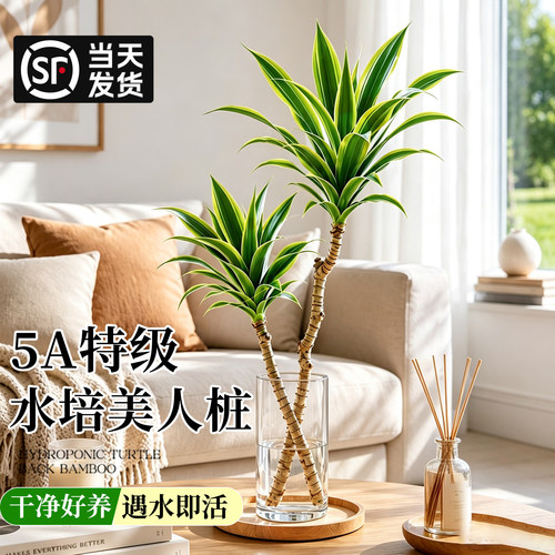 【5A级水培美人桩】办公室绿植物