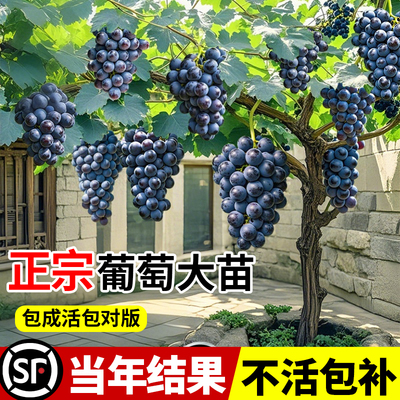 巨峰葡萄树苖阳光玫瑰当年结果