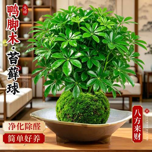 【销量top！】鸭脚木苔藓球好养