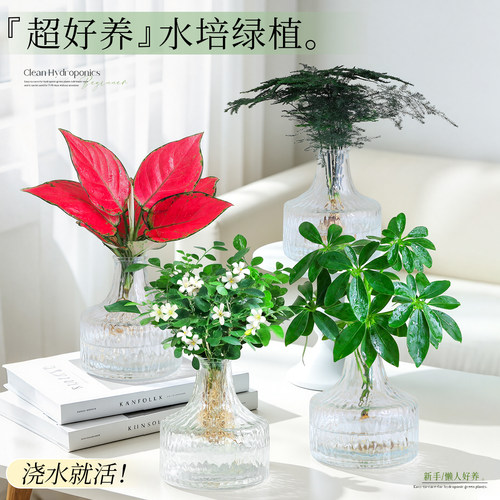 【水培好养绿植】桌面水养发财树