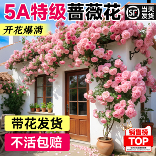 蔷薇花苗藤本月季花树大苗庭院爬藤植物阳台花卉爬墙玫瑰当年开花