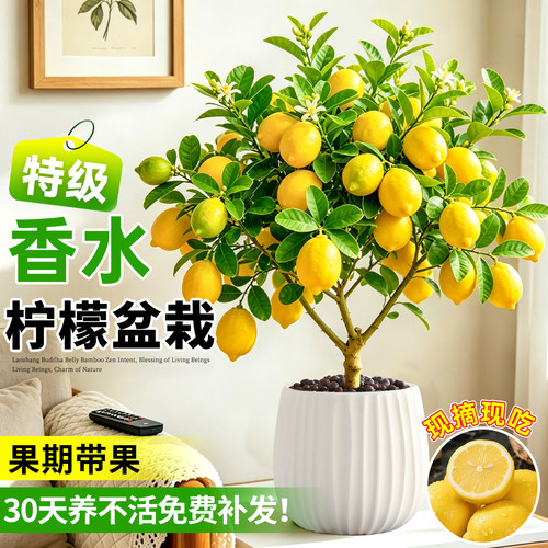 【可食用】老桩香水柠檬树盆栽