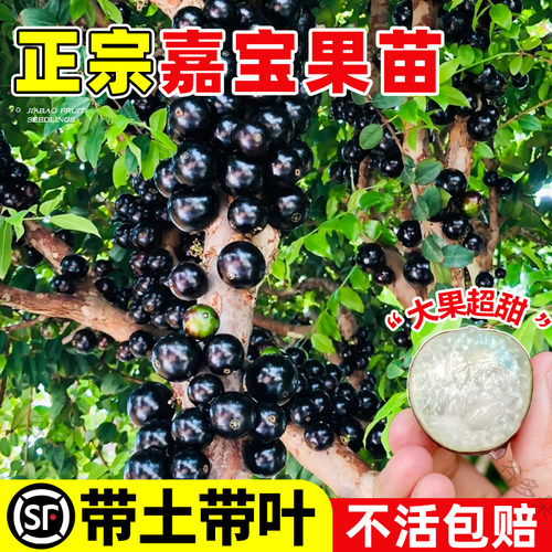 四季嘉宝果苗带土果苗沙巴艾斯卡